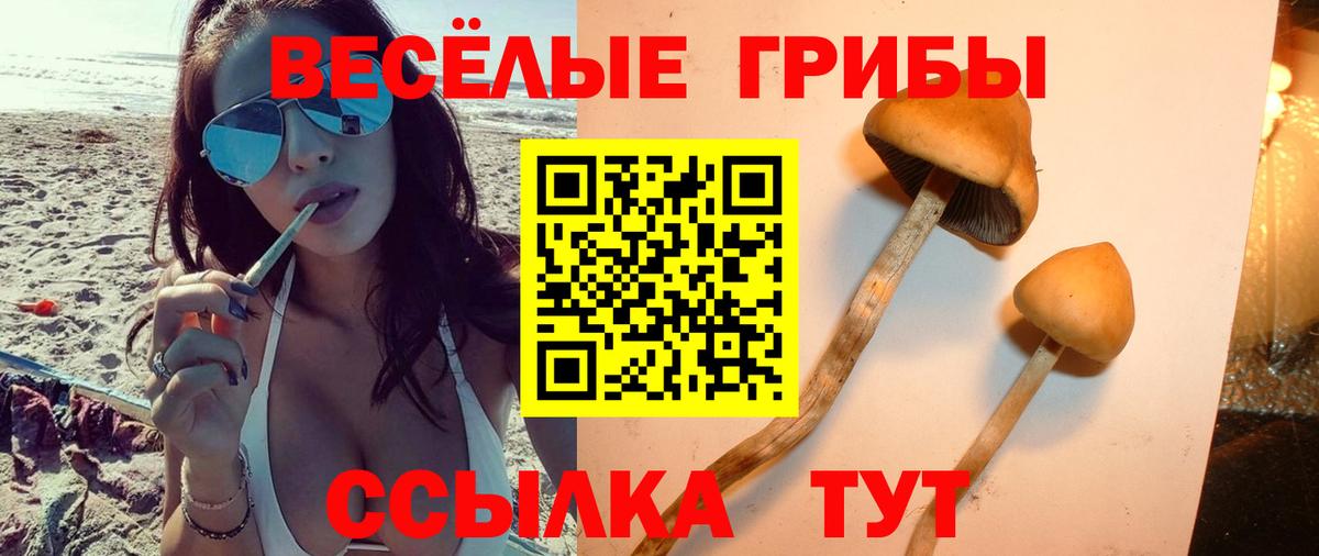 Камышлов  Псилоцибиновые грибы мицелий  Вход с VPN 